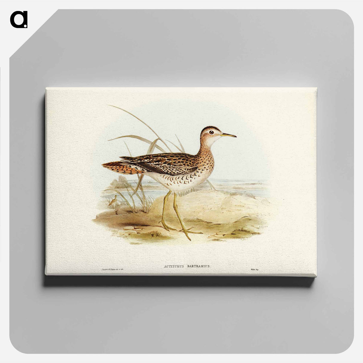 アートパネル-Bartram's Sandpiper
- ジョン グールド Canvas.