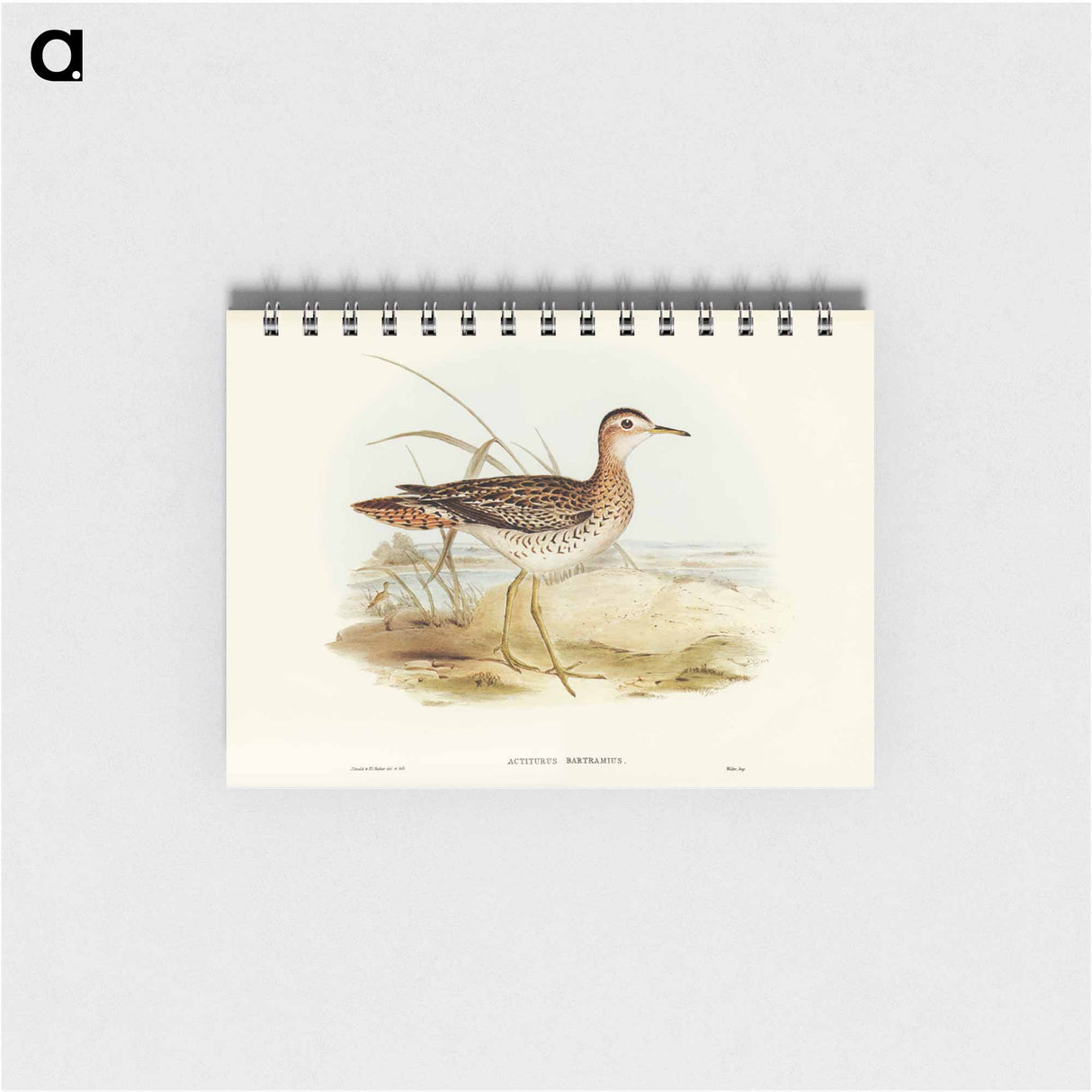 アートメモ帳-Bartram's Sandpiper
- ジョン グールド Memo.