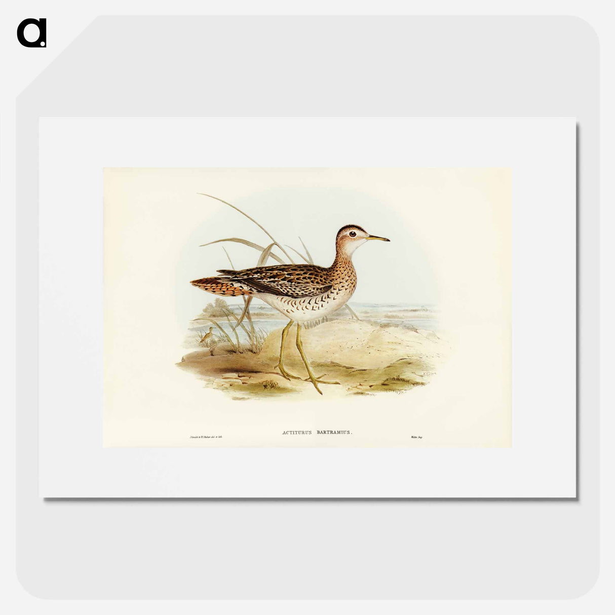 アートポスター-Bartram's Sandpiper
- ジョン グールド Poster.