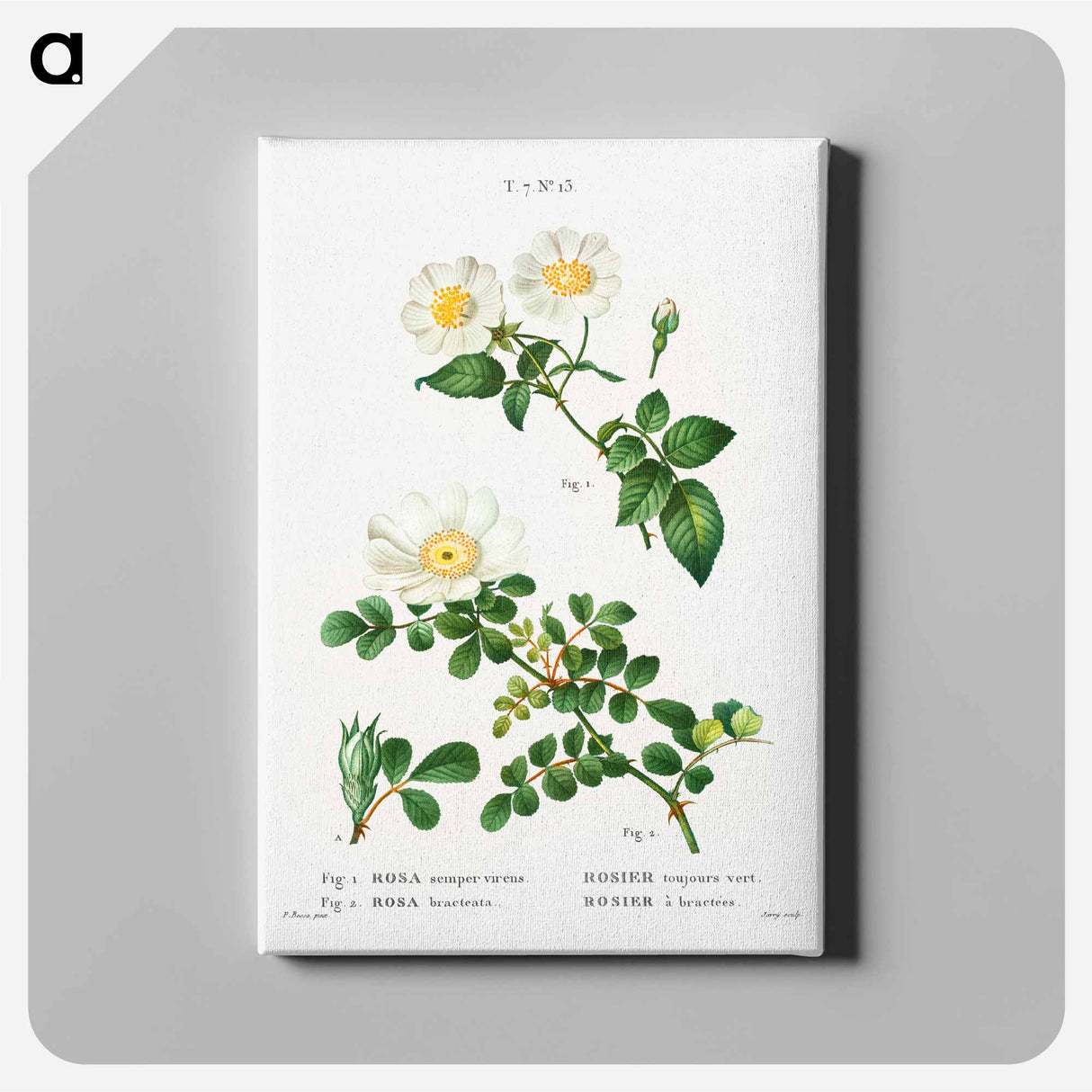 White Rose of York - Scotch Rose - Pierre-Joseph Redouté Canvas.