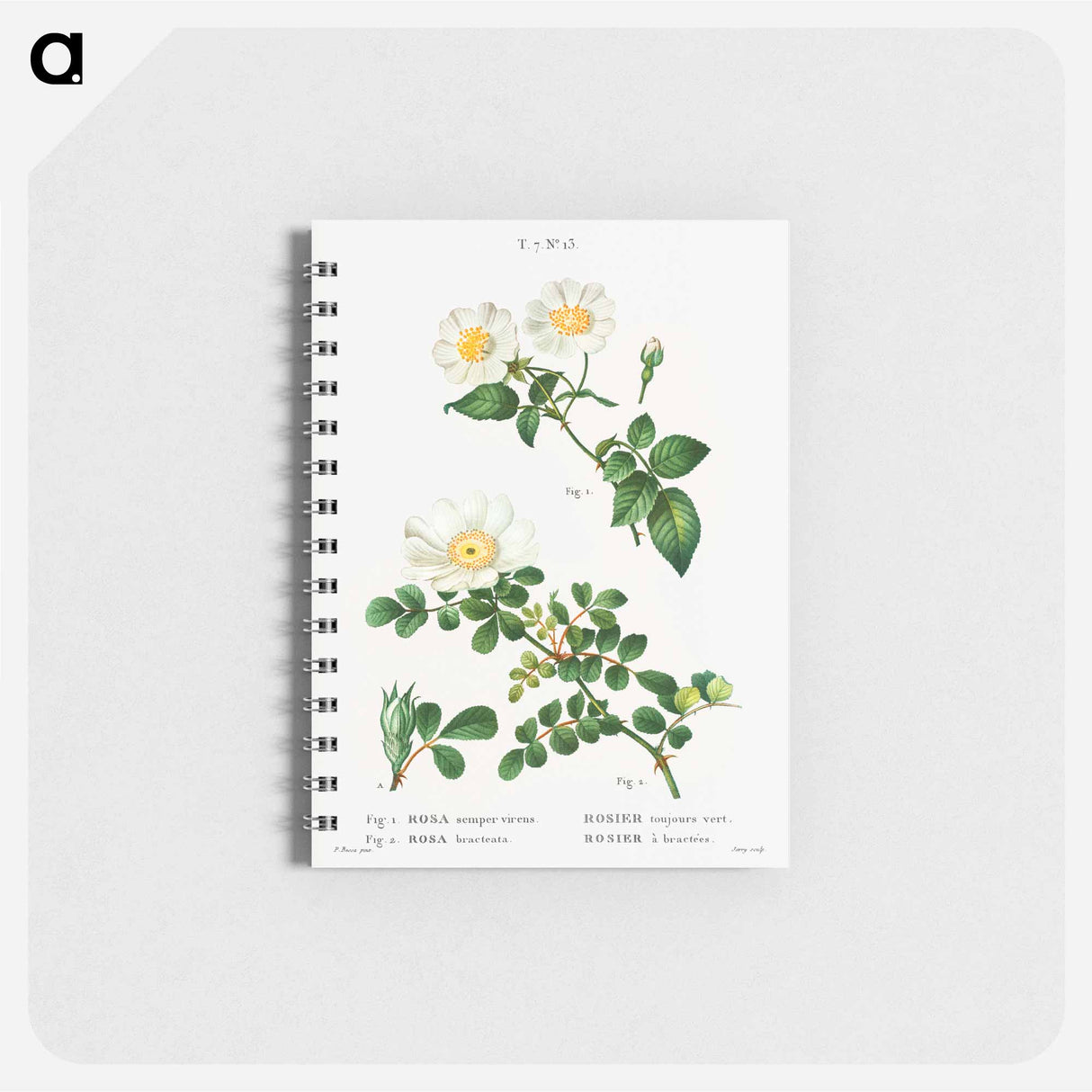 White Rose of York - Scotch Rose - ピエール ジョゼフ ルドゥーテ Memo.