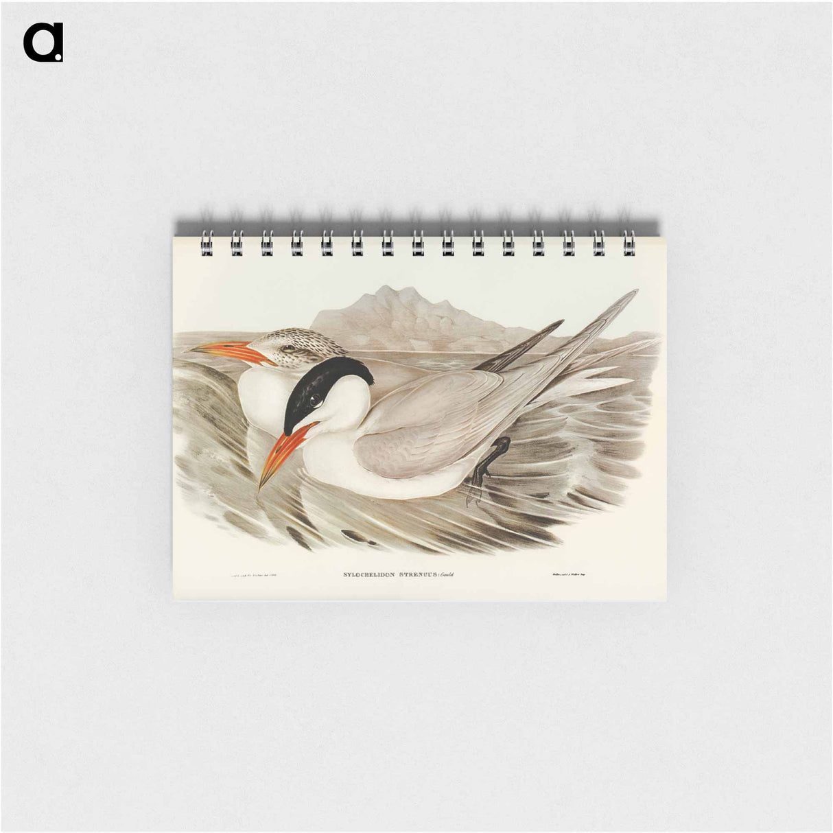 アートメモ帳-Powerful Tern
- オーストラリアの鳥 Memo.