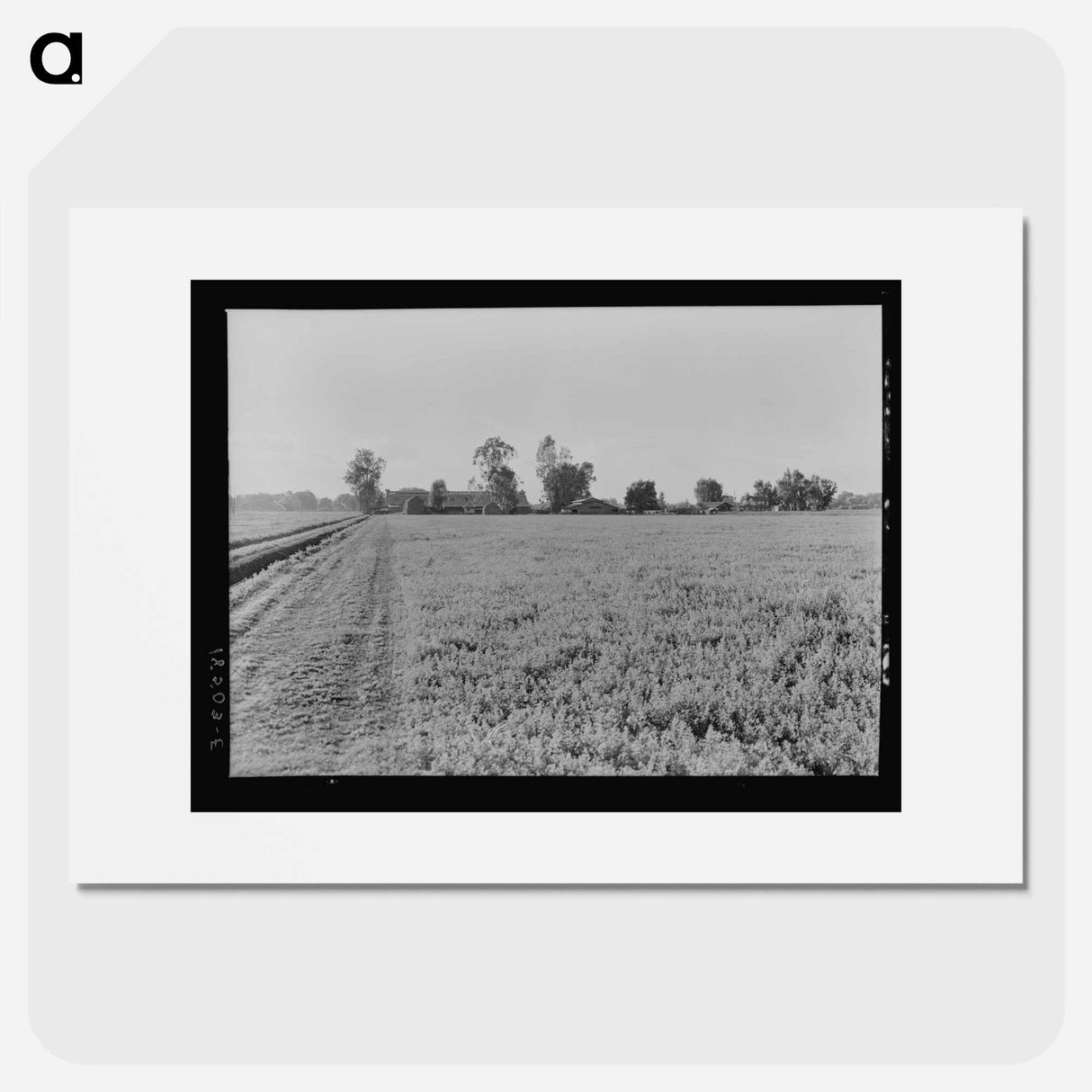 Untitled photo - Dorothea Lange Poster.