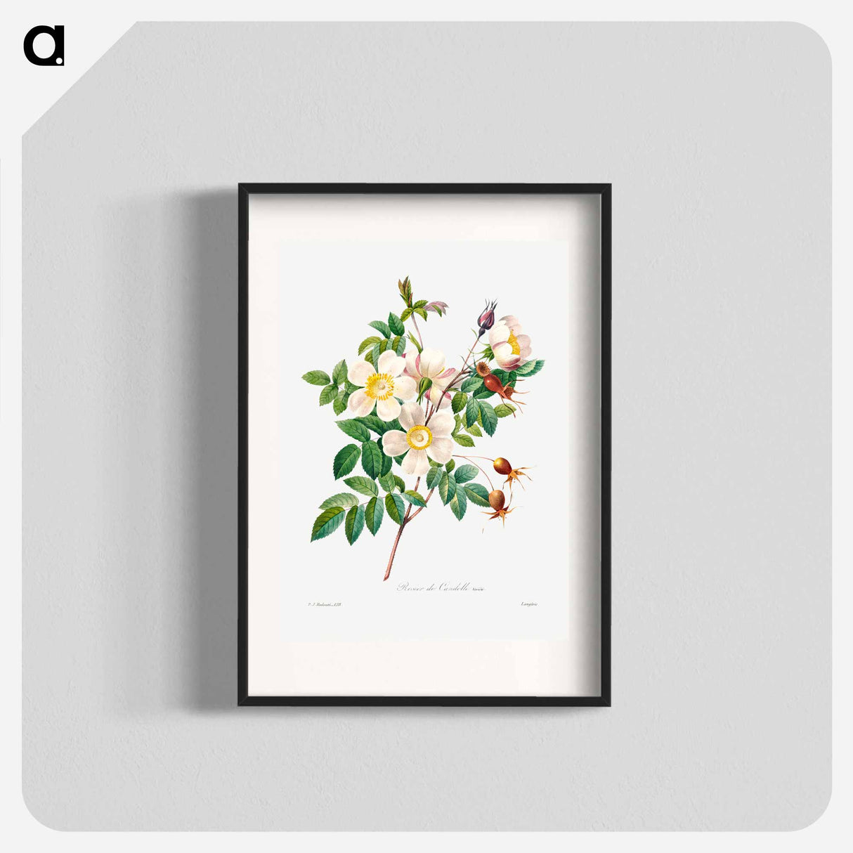 White rose of york - ピエール ジョゼフ ルドゥーテ Poster.