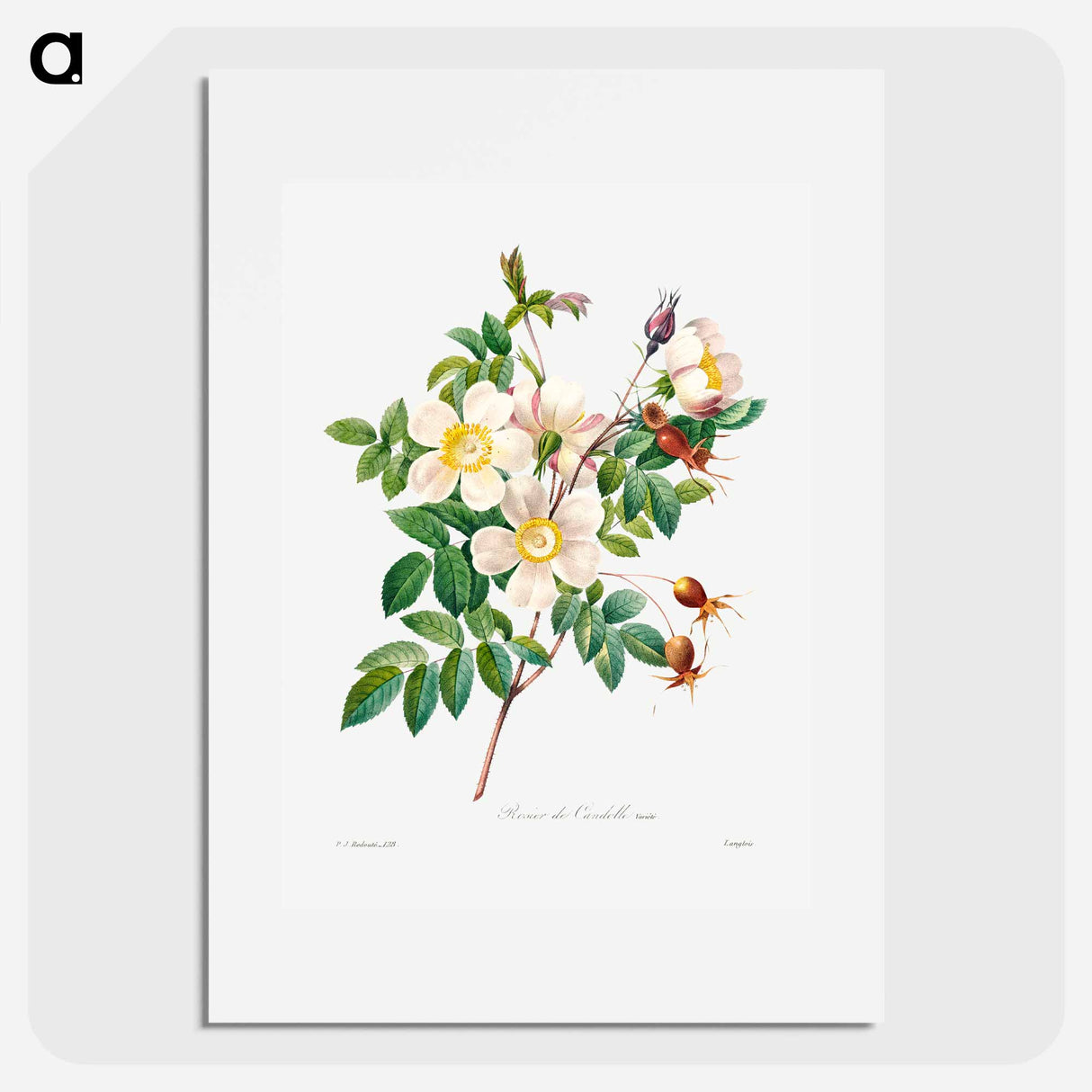 White rose of york - ピエール ジョゼフ ルドゥーテ Poster.