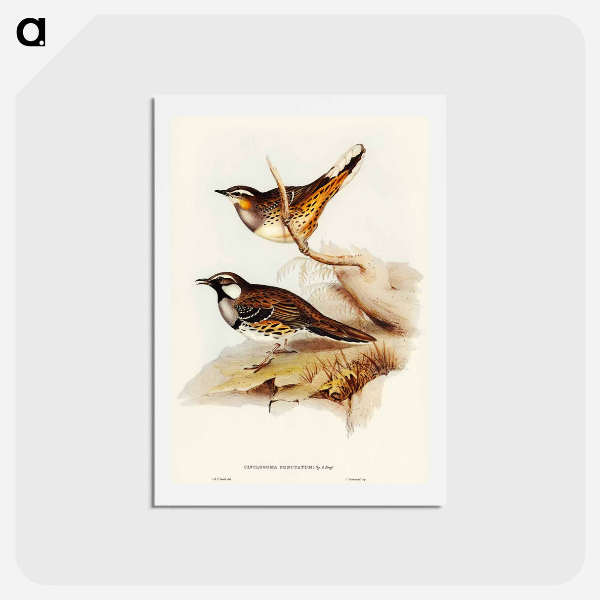 アートポストカード-Spotted Ground Thrush
- オーストラリアの鳥 Postcard.