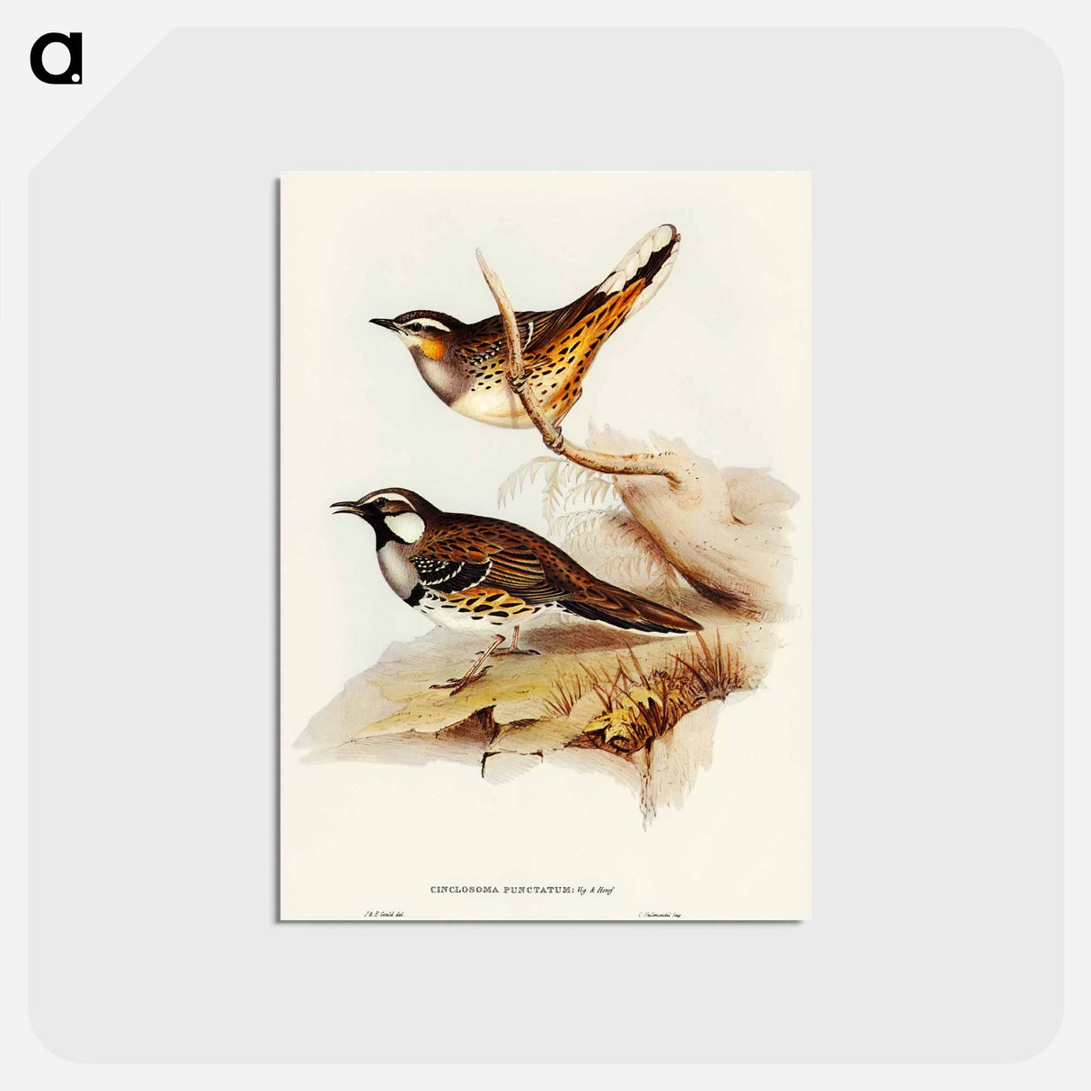 アートポストカード-Spotted Ground Thrush
- オーストラリアの鳥 Postcard.