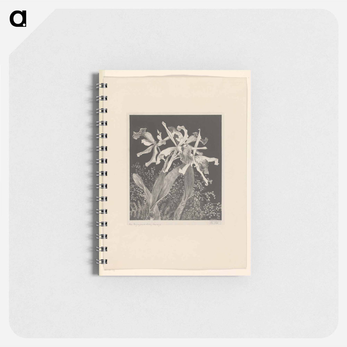 Orchideeën - テオ ヴァン ホイテマ Memo.