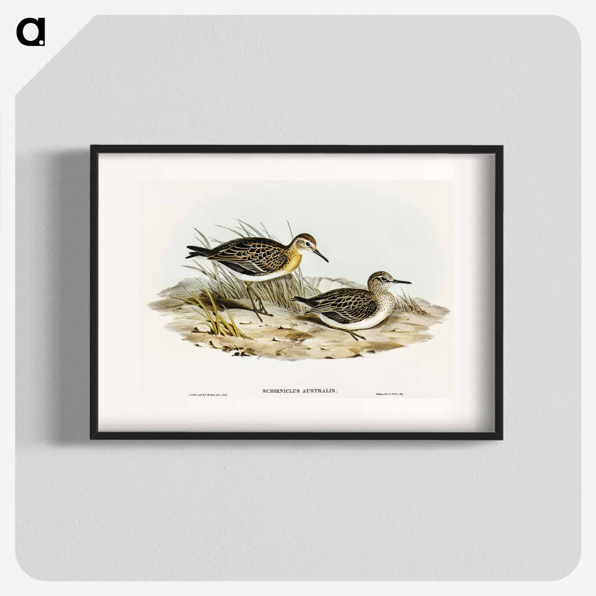 Australian Tringa
- オーストラリアの鳥 Poster.