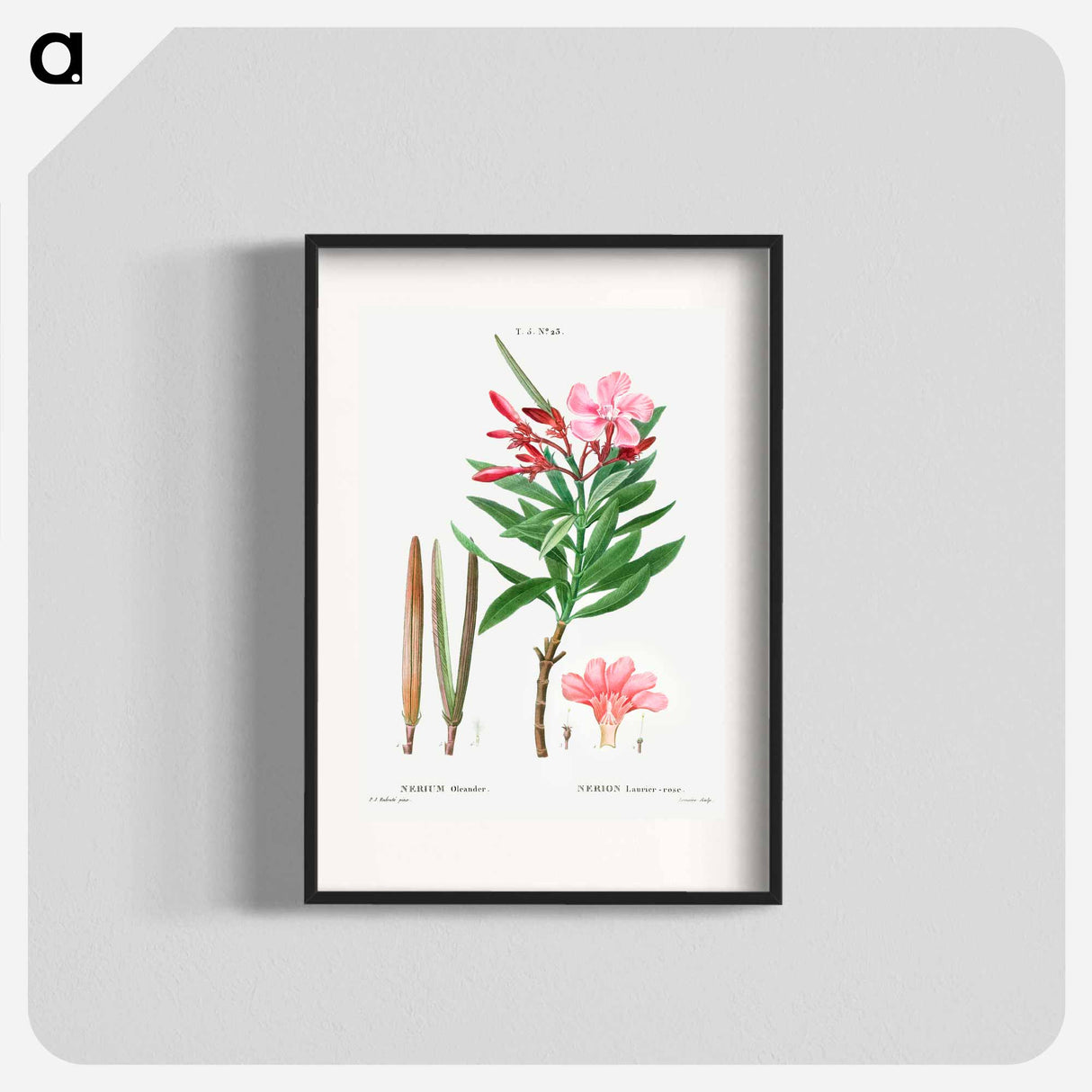 Oleander (Nerium oleander) - Pierre Joseph Redouté Poster.