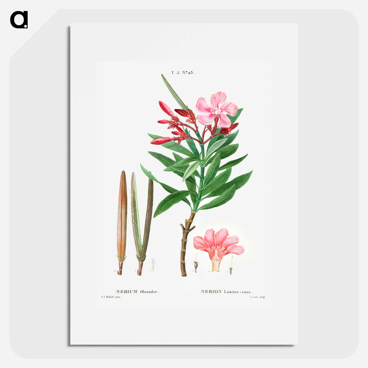 Oleander (Nerium oleander) - Pierre Joseph Redouté Poster.