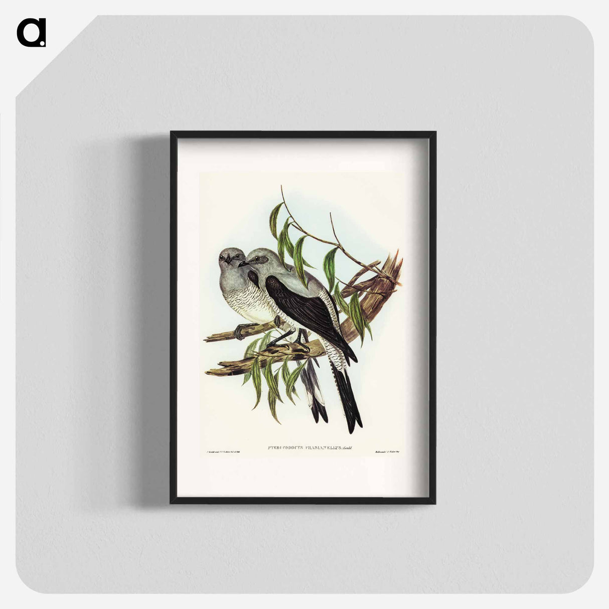 Ground Graucalus
- オーストラリアの鳥 Poster.