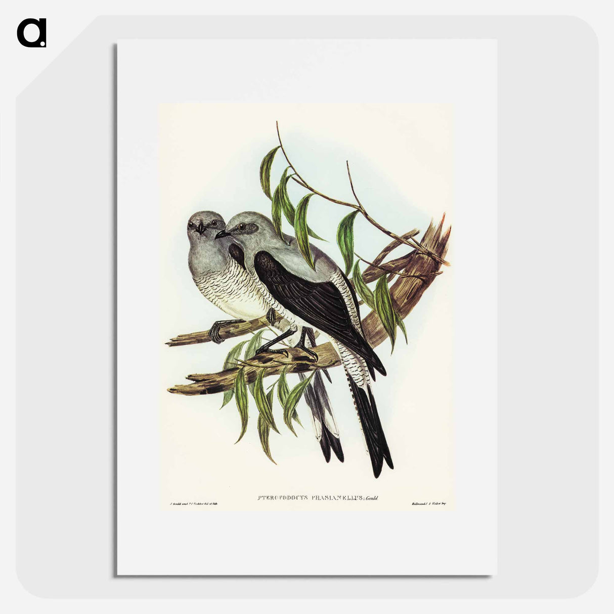 Ground Graucalus
- オーストラリアの鳥 Poster.