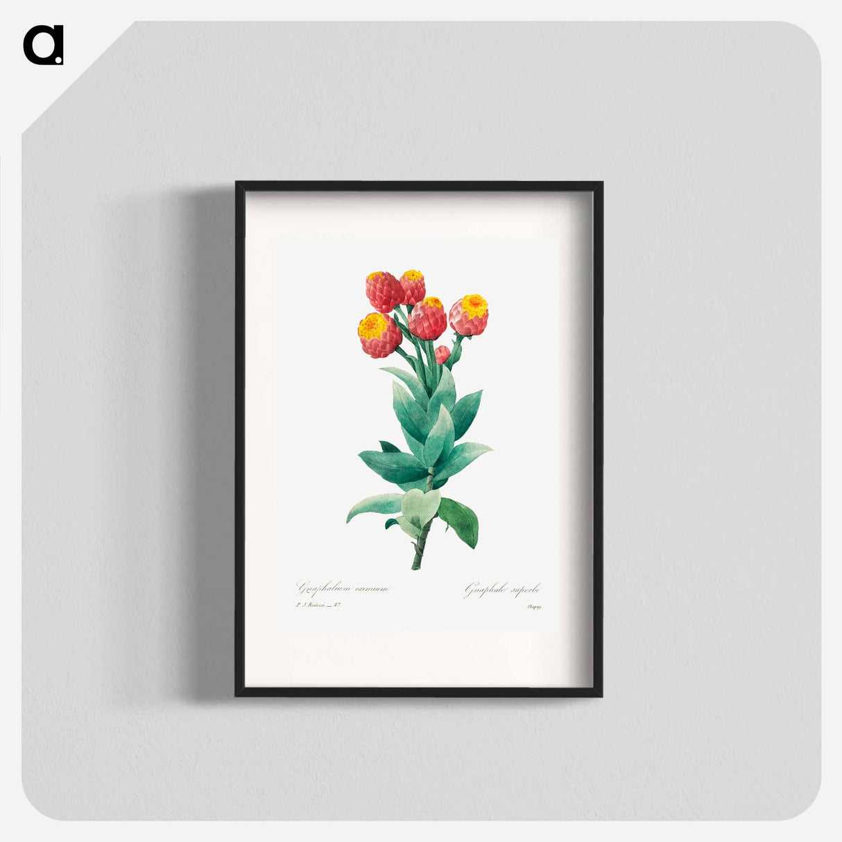 Cudweed - Pierre Joseph Redouté Poster.