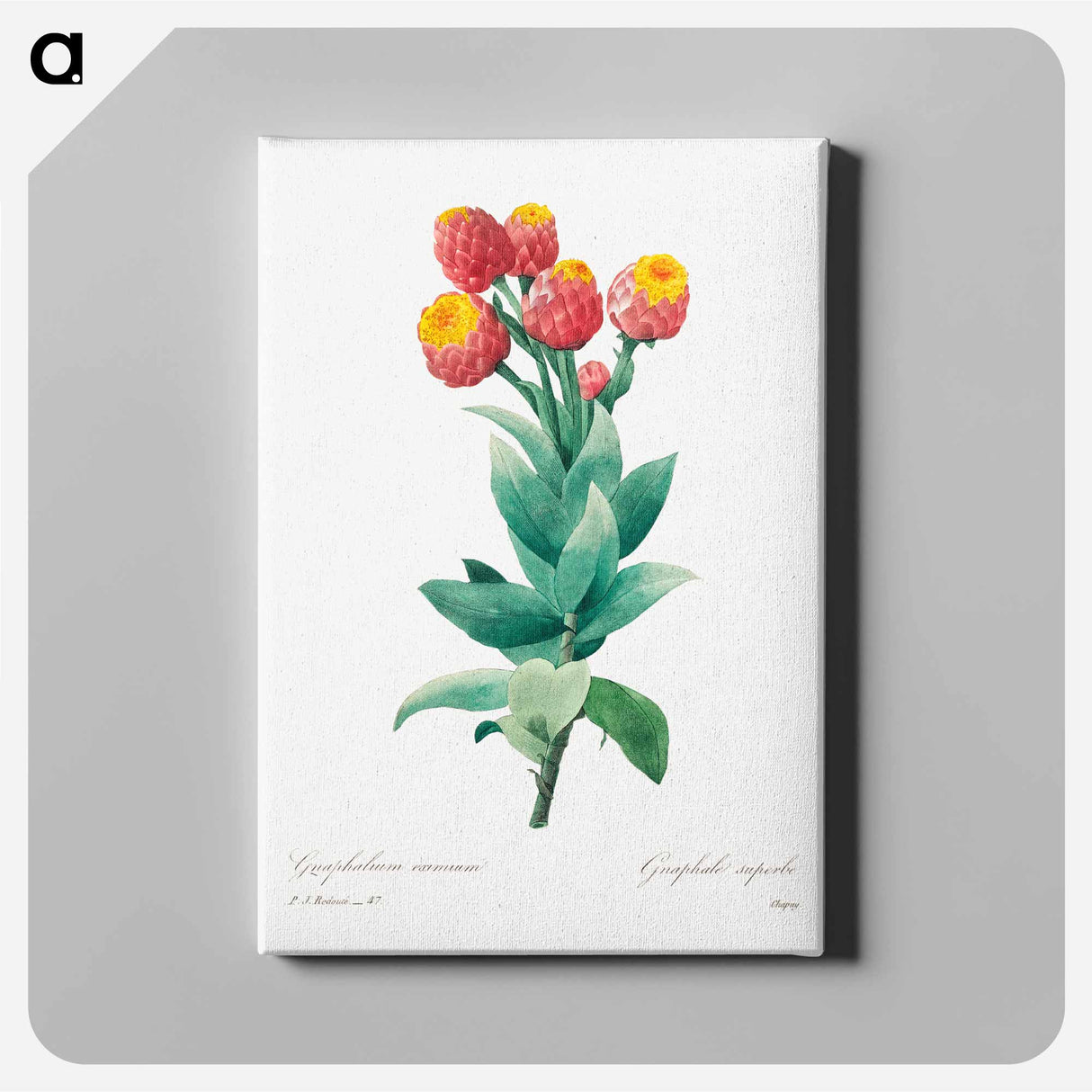 Cudweed - Pierre Joseph Redouté Canvas.