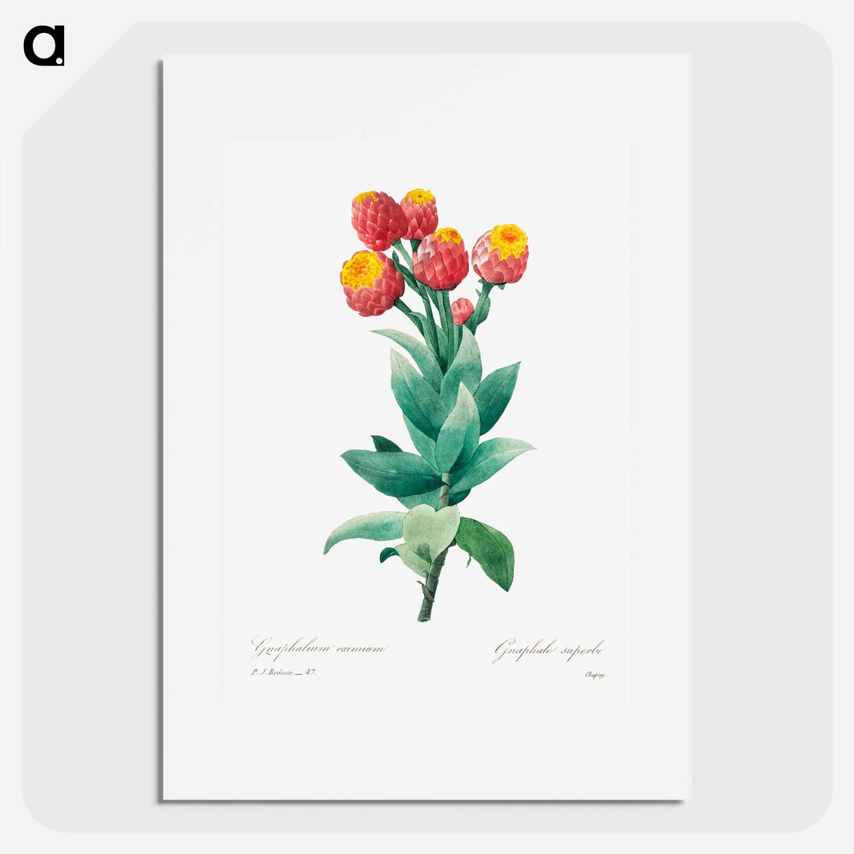 Cudweed - Pierre Joseph Redouté Poster.