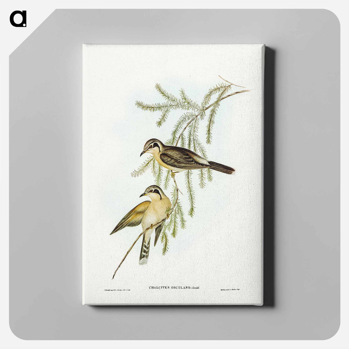 アートパネル-Black-eared Cuckoo
- ジョン グールド Canvas.