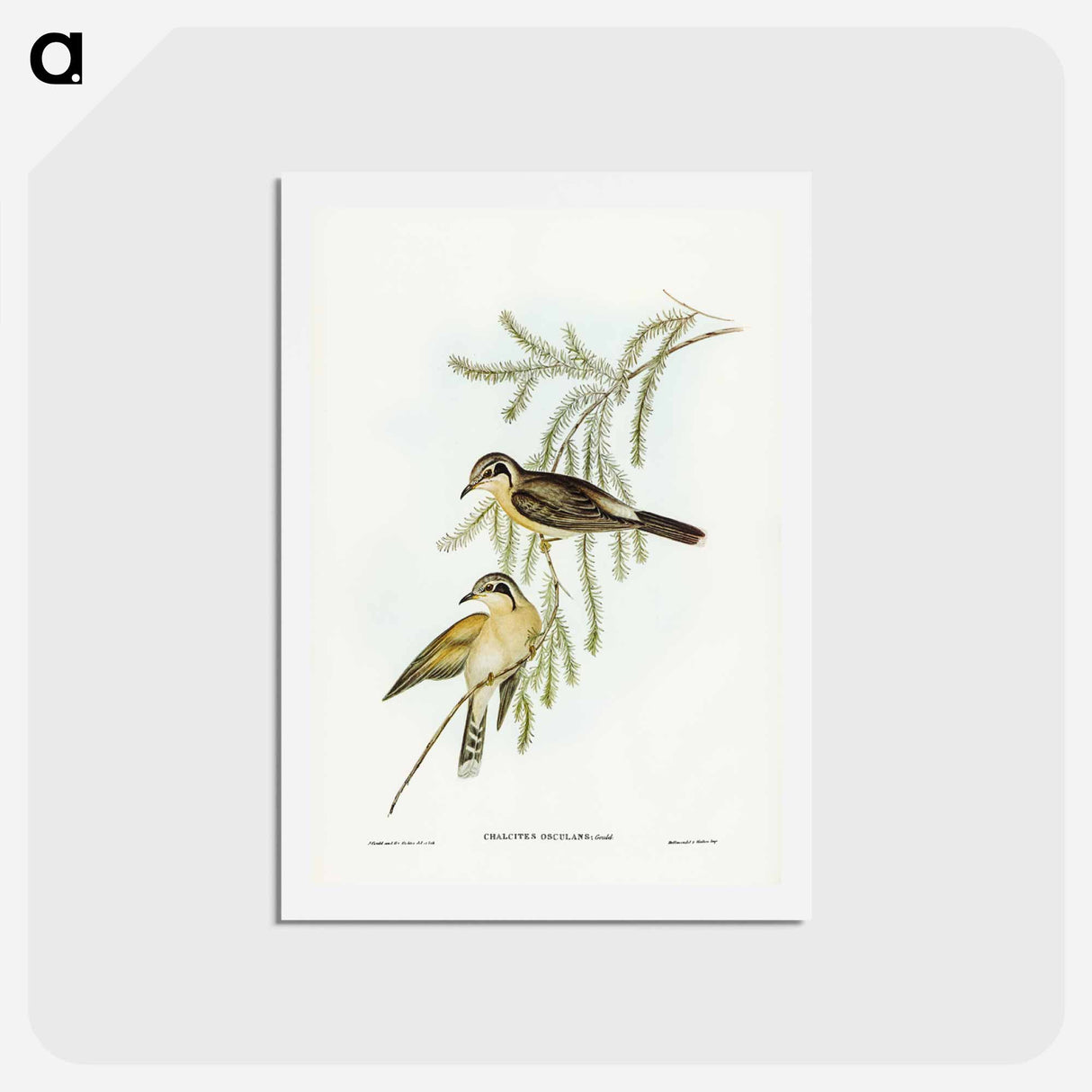 アートポストカード-Black-eared Cuckoo
- ジョン グールド Postcard.