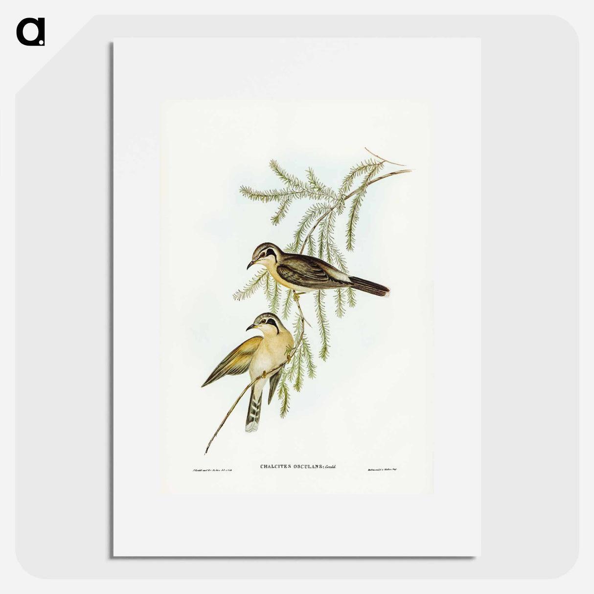 アートポスター-Black-eared Cuckoo
- ジョン グールド Poster.