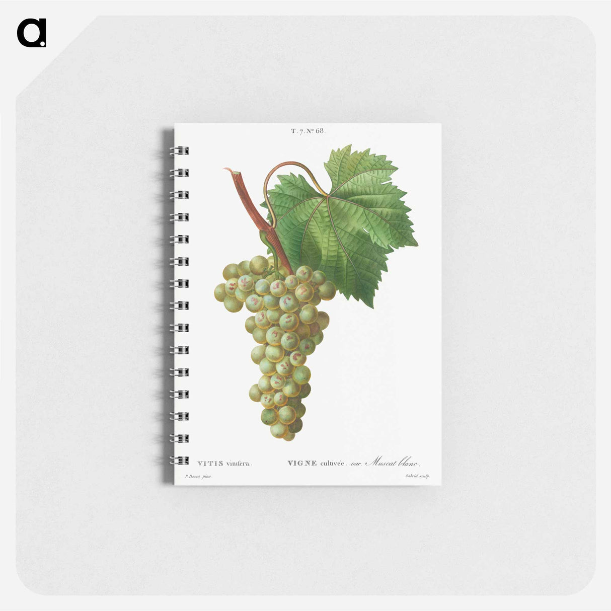 アートメモ帳-Grape vine, Vitis vinifera - ピエール ジョゼフ ルドゥーテ Memo.