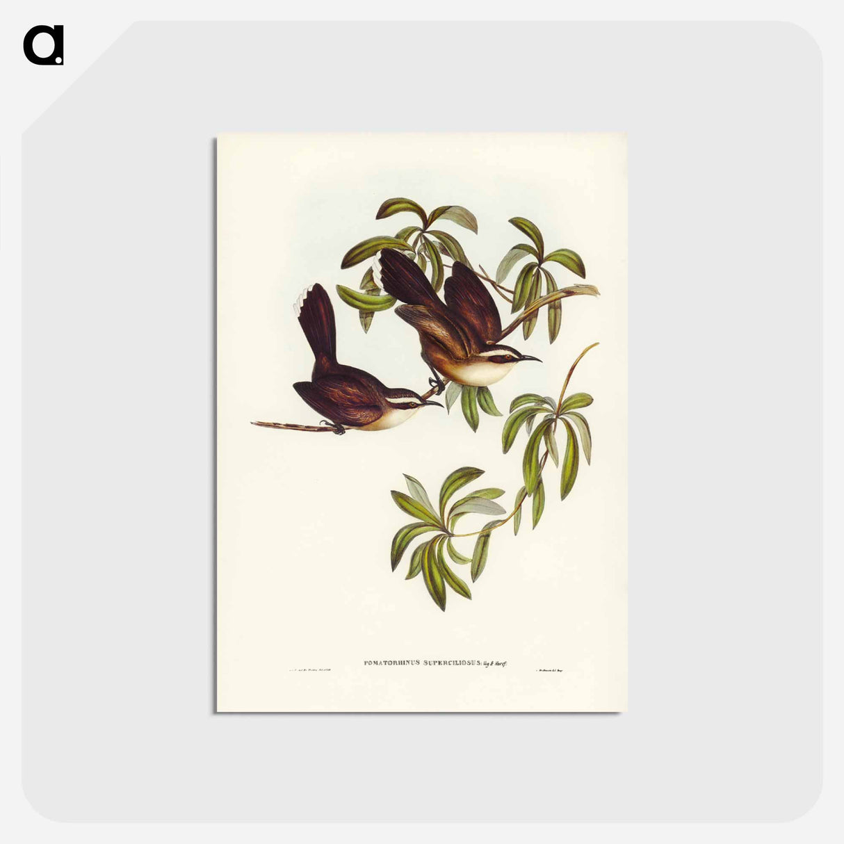 アートポストカード-White-eyebrowed Pomatorhinus
- ジョン グールド Postcard.