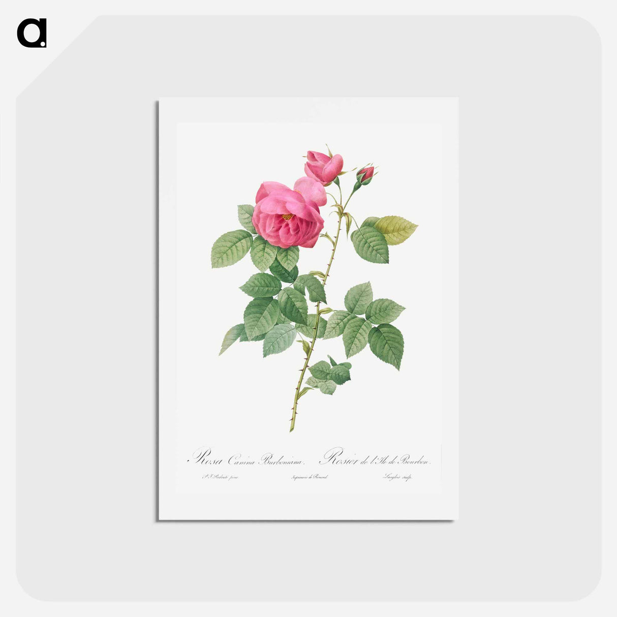 アートポストカード-Bourbon Rose - ピエール ジョゼフ ルドゥーテ Postcard.
