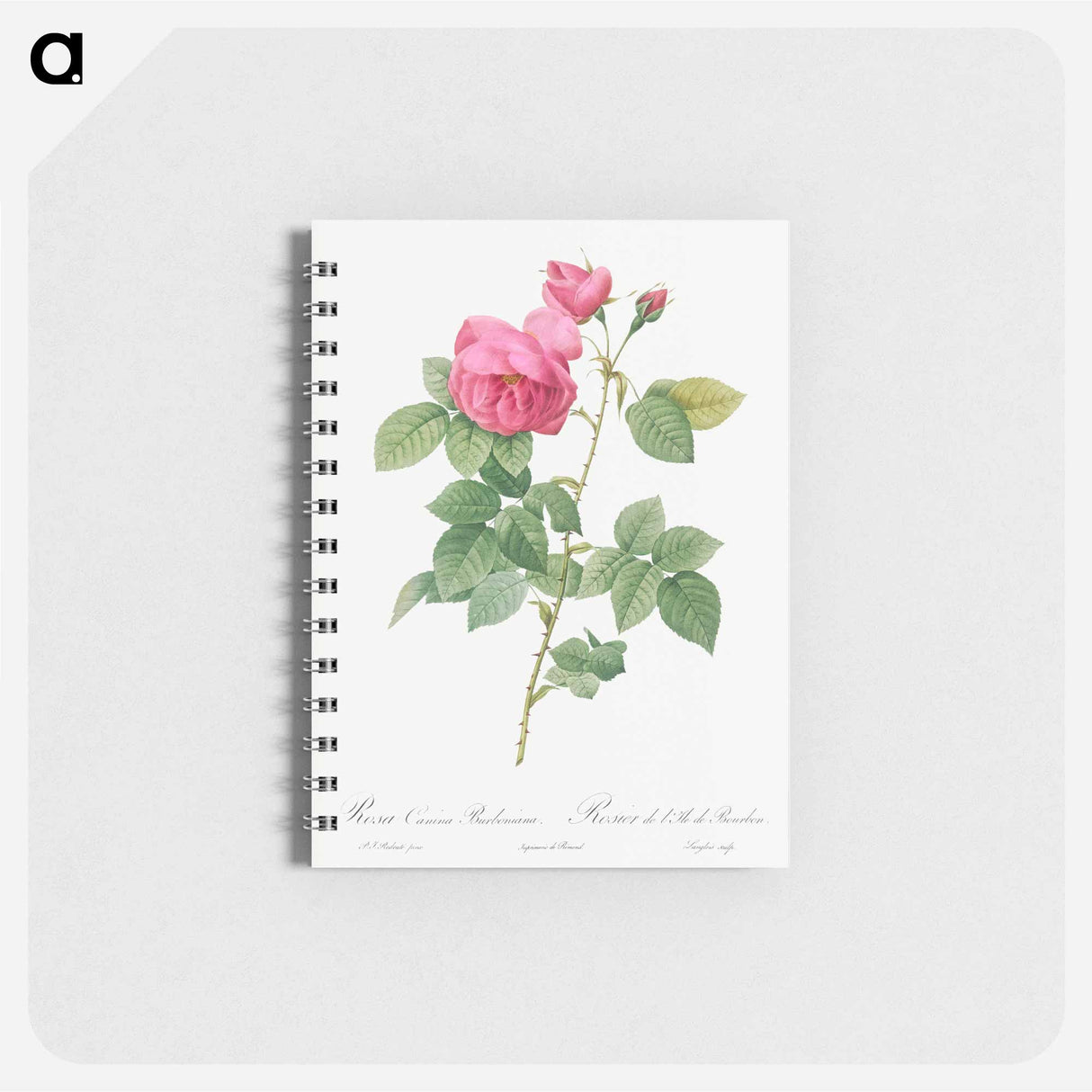 Bourbon Rose - ピエール ジョゼフ ルドゥーテ Memo.