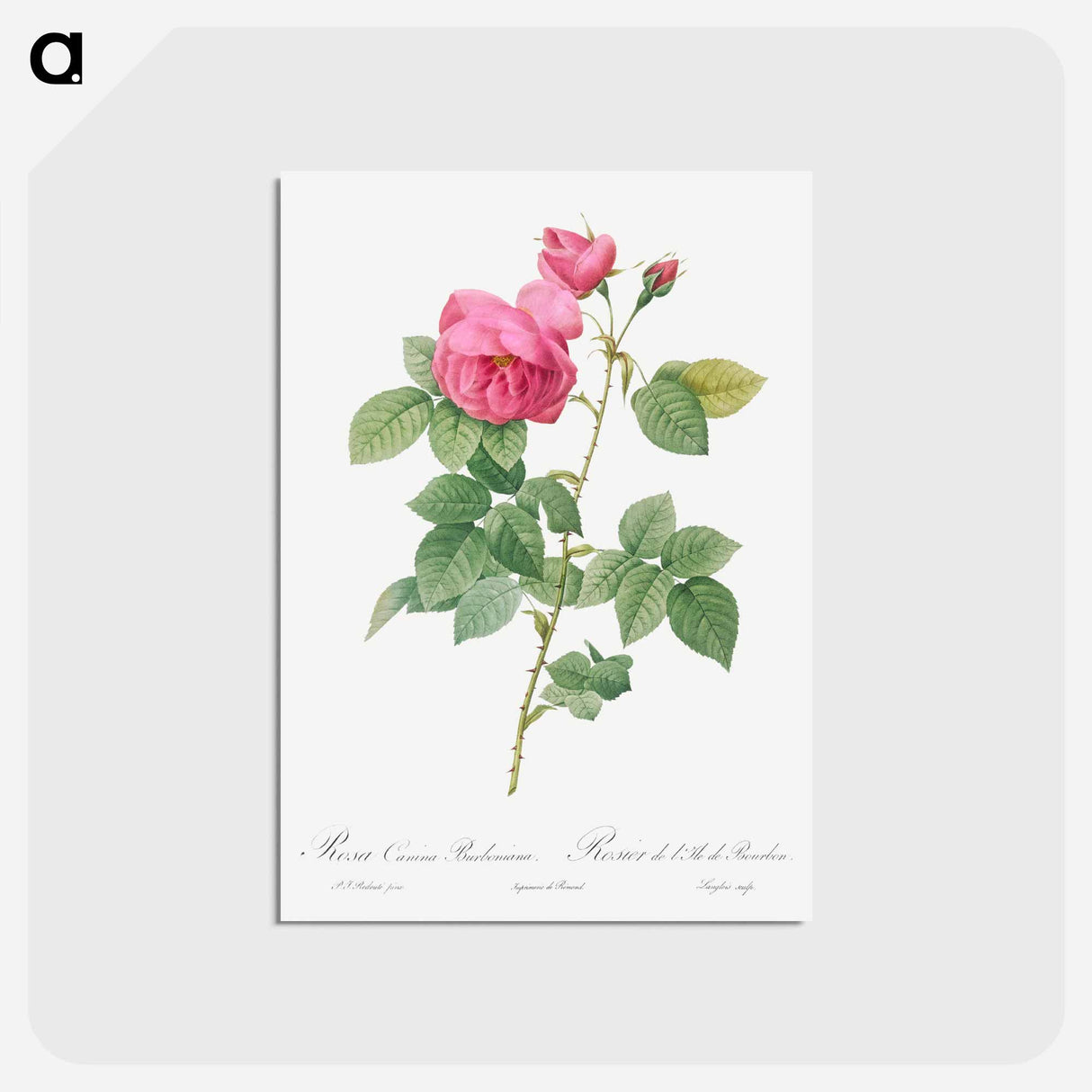 アートポストカード-Bourbon Rose - ピエール ジョゼフ ルドゥーテ Postcard.