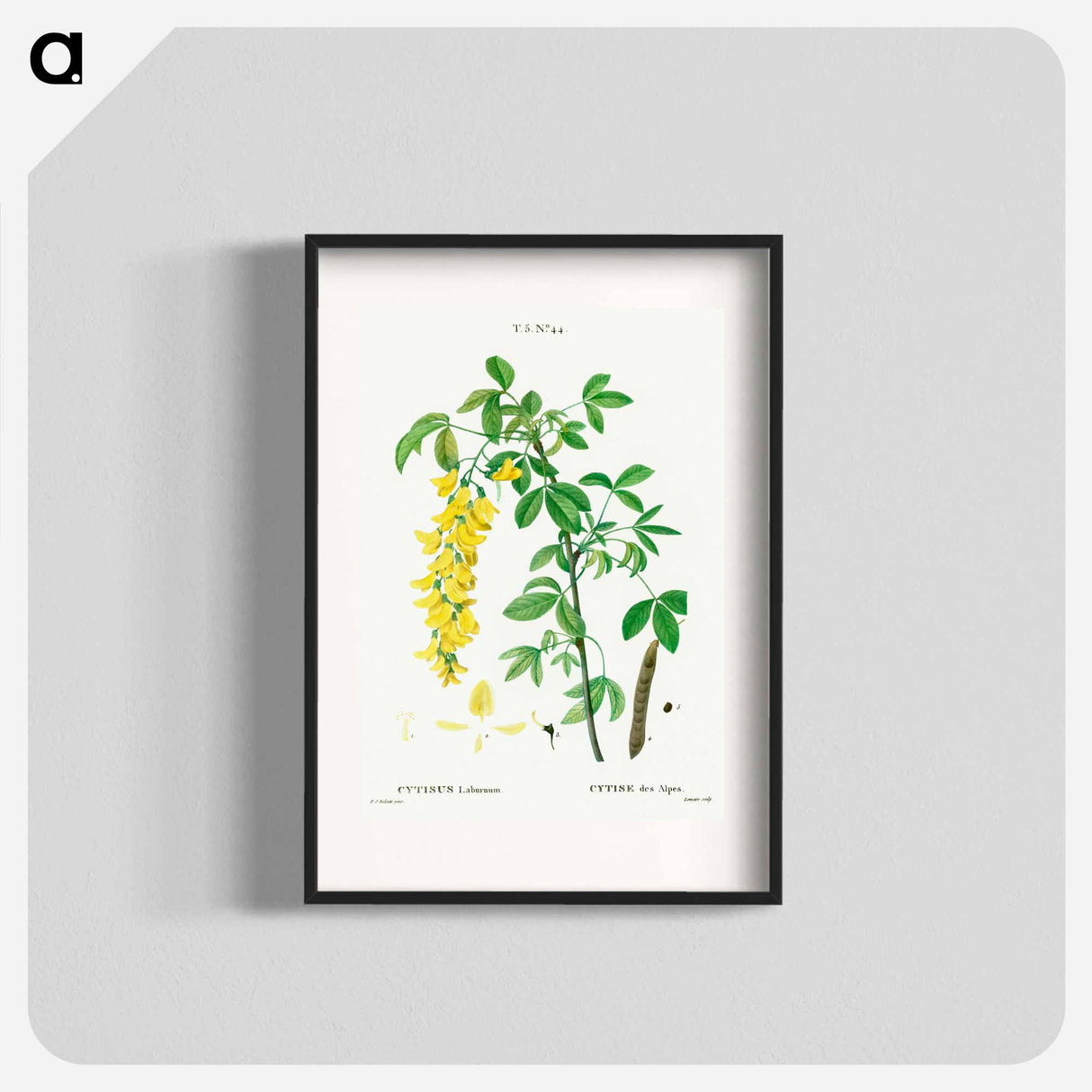 Common laburnum - Pierre Joseph Redouté Poster.