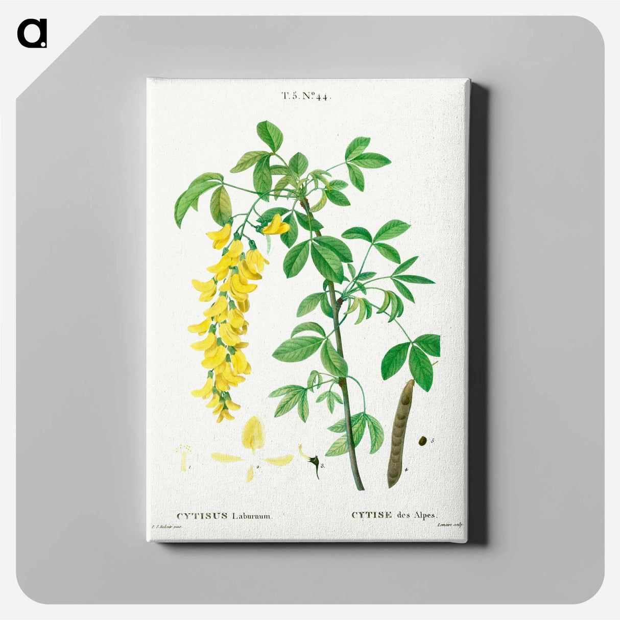 Common laburnum - Pierre-Joseph Redouté Canvas.