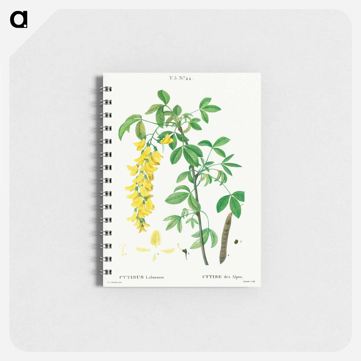 アートメモ帳-Common laburnum - ピエール ジョゼフ ルドゥーテ Memo.