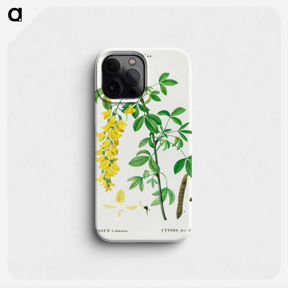 Common laburnum - ピエール ジョゼフ ルドゥーテ Phone Case.