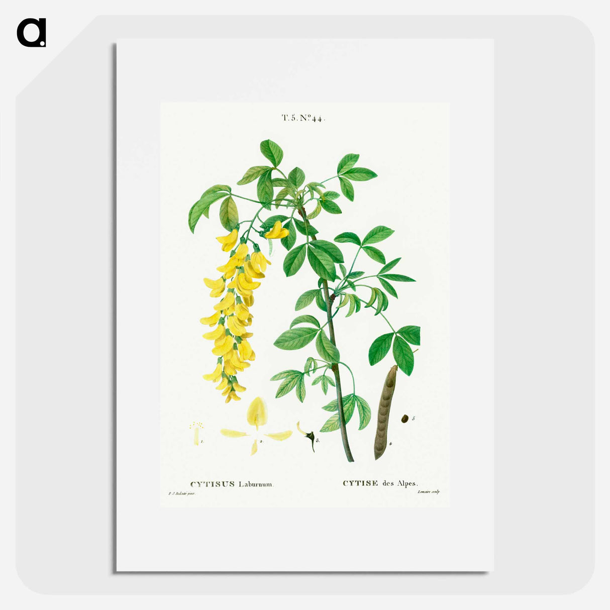 Common laburnum - Pierre Joseph Redouté Poster.