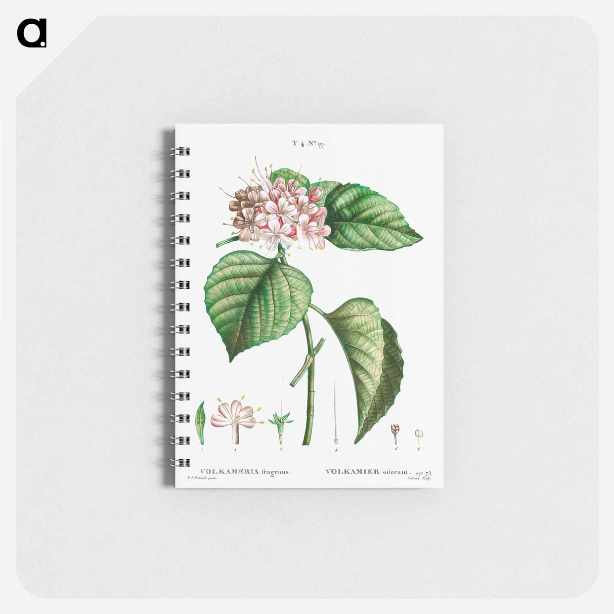 Chinese Glory Bower - ピエール ジョゼフ ルドゥーテ Memo.