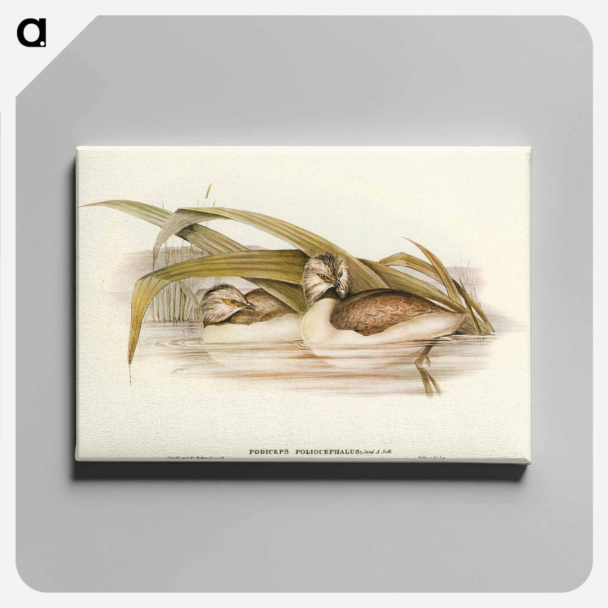 Hoary-headed Grebe
- オーストラリアの鳥 Canvas.
