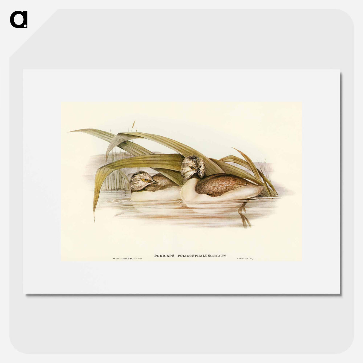 Hoary-headed Grebe
- オーストラリアの鳥 Poster.