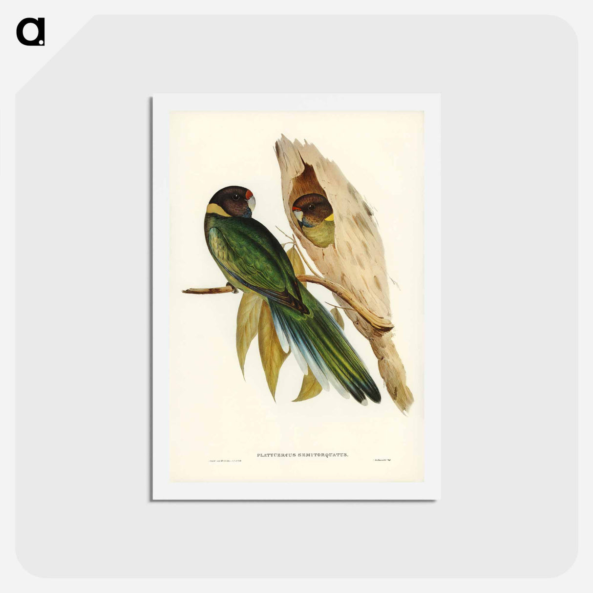 アートポストカード-Yellow-collared Parakeet
- ジョン グールド Postcard.