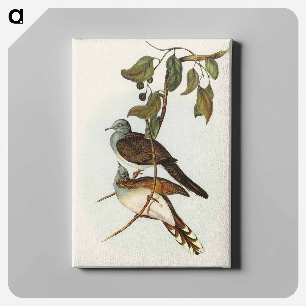 Barred-shouldered Ground Dove
- オーストラリアの鳥 Canvas.
