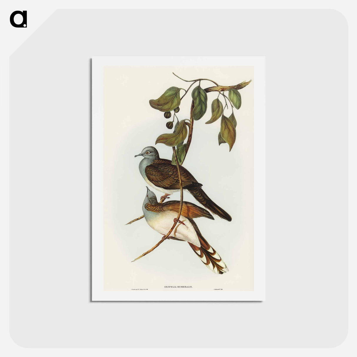 アートポストカード-Barred-shouldered Ground Dove
- オーストラリアの鳥 Postcard.