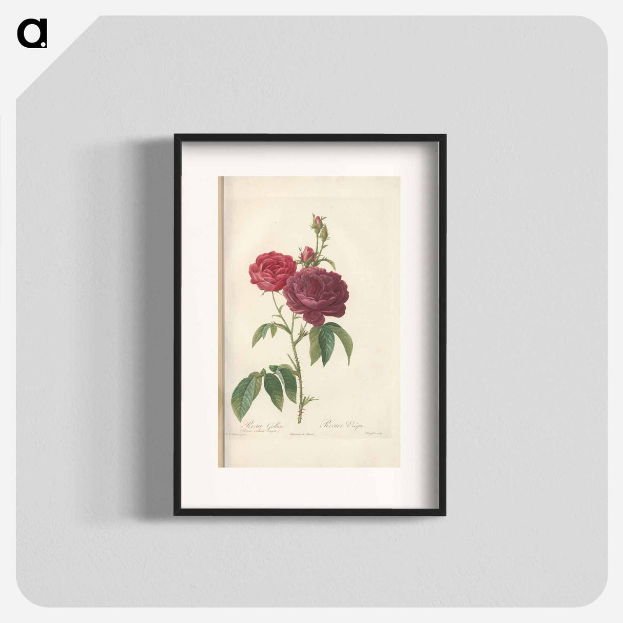 Rose illustration - ピエール ジョゼフ ルドゥーテ Poster.