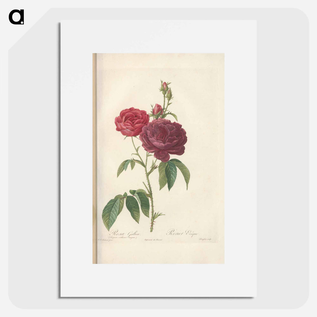 Rose illustration - ピエール ジョゼフ ルドゥーテ Poster.