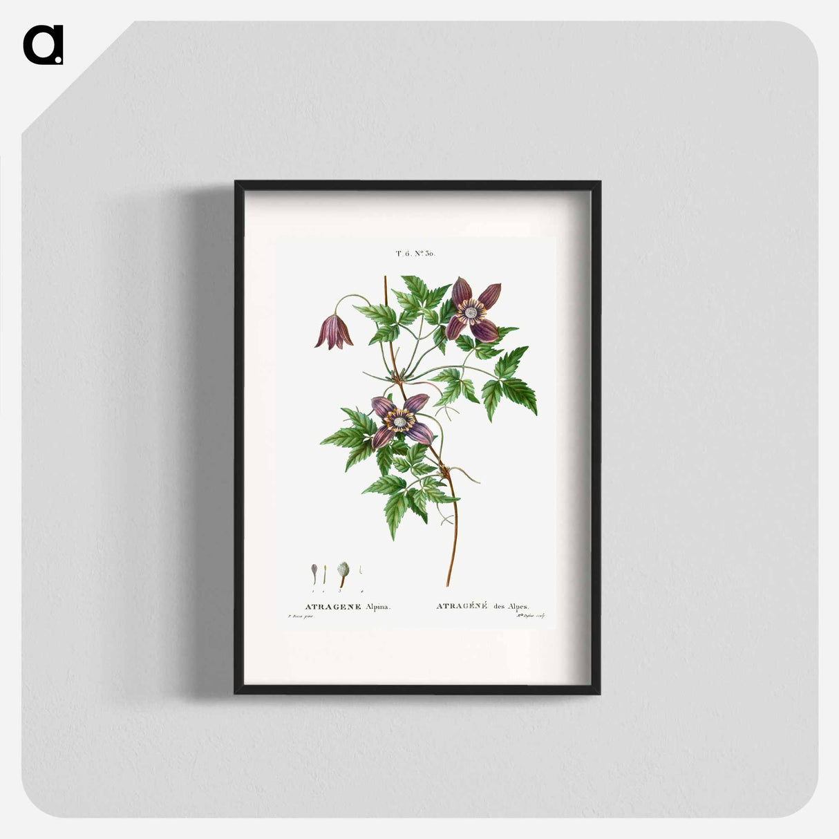 アートポスター-Alpine clematis - ピエール ジョゼフ ルドゥーテ Poster.