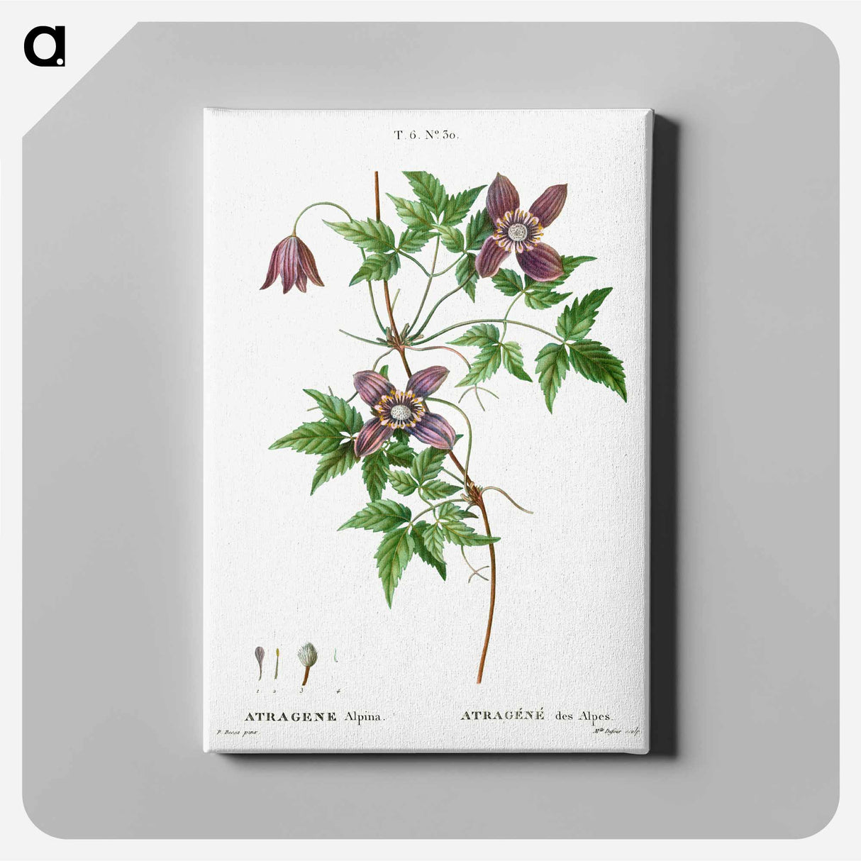 Alpine clematis - Pierre-Joseph Redouté Canvas.