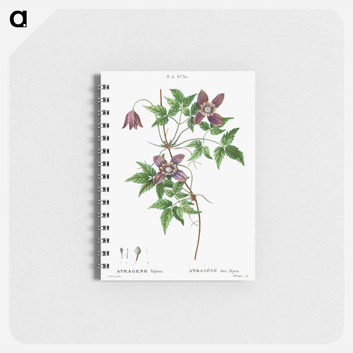 Alpine clematis - ピエール ジョゼフ ルドゥーテ Memo.