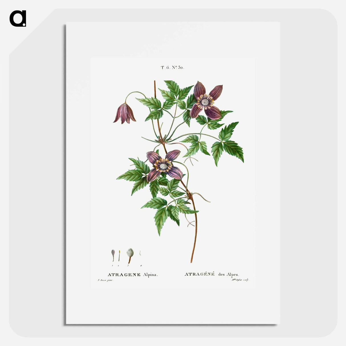 アートポスター-Alpine clematis - ピエール ジョゼフ ルドゥーテ Poster.