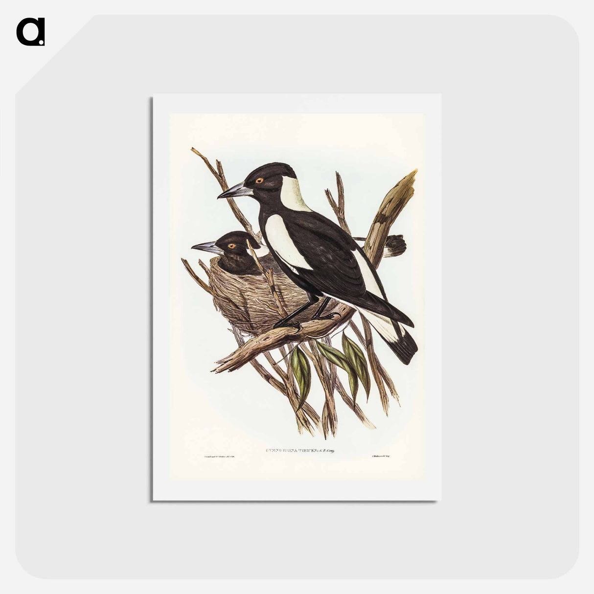 アートポストカード-Piping Crow-Shrike
- ジョン グールド Postcard.
