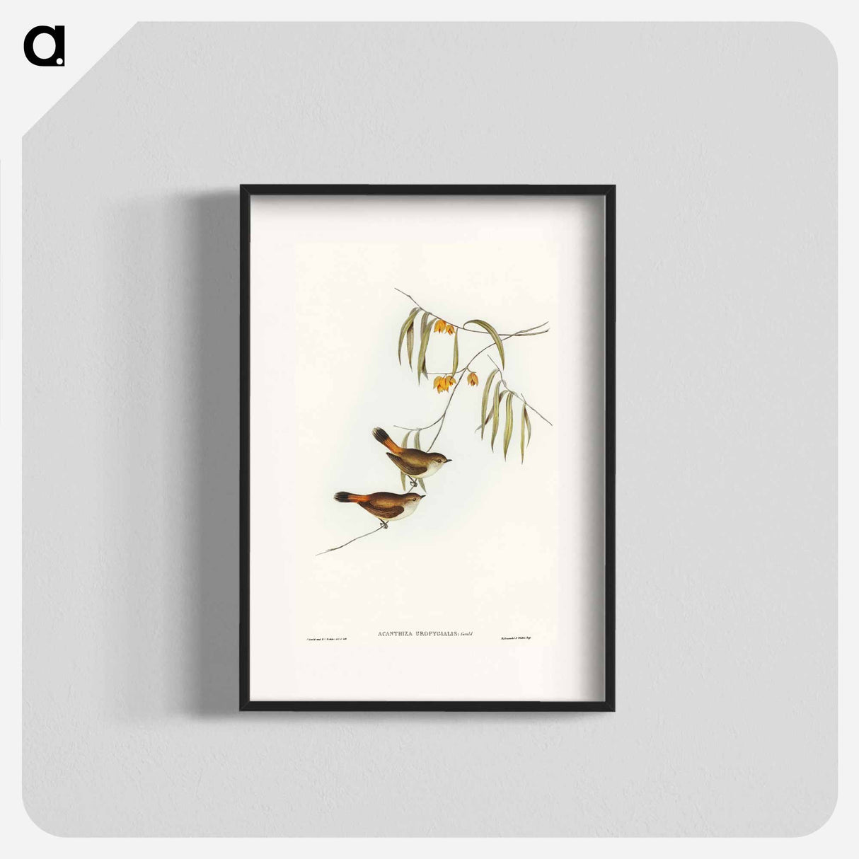 アートポスター-Chestnut-rumped Acanthiza
- オーストラリアの鳥 Poster.