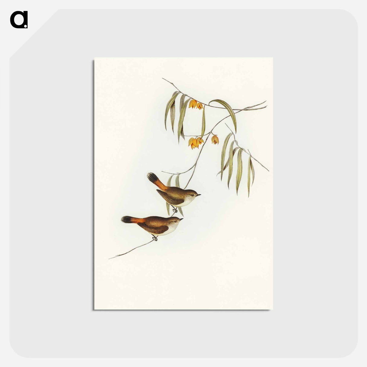 アートポストカード-Chestnut-rumped Acanthiza
- オーストラリアの鳥 Postcard.