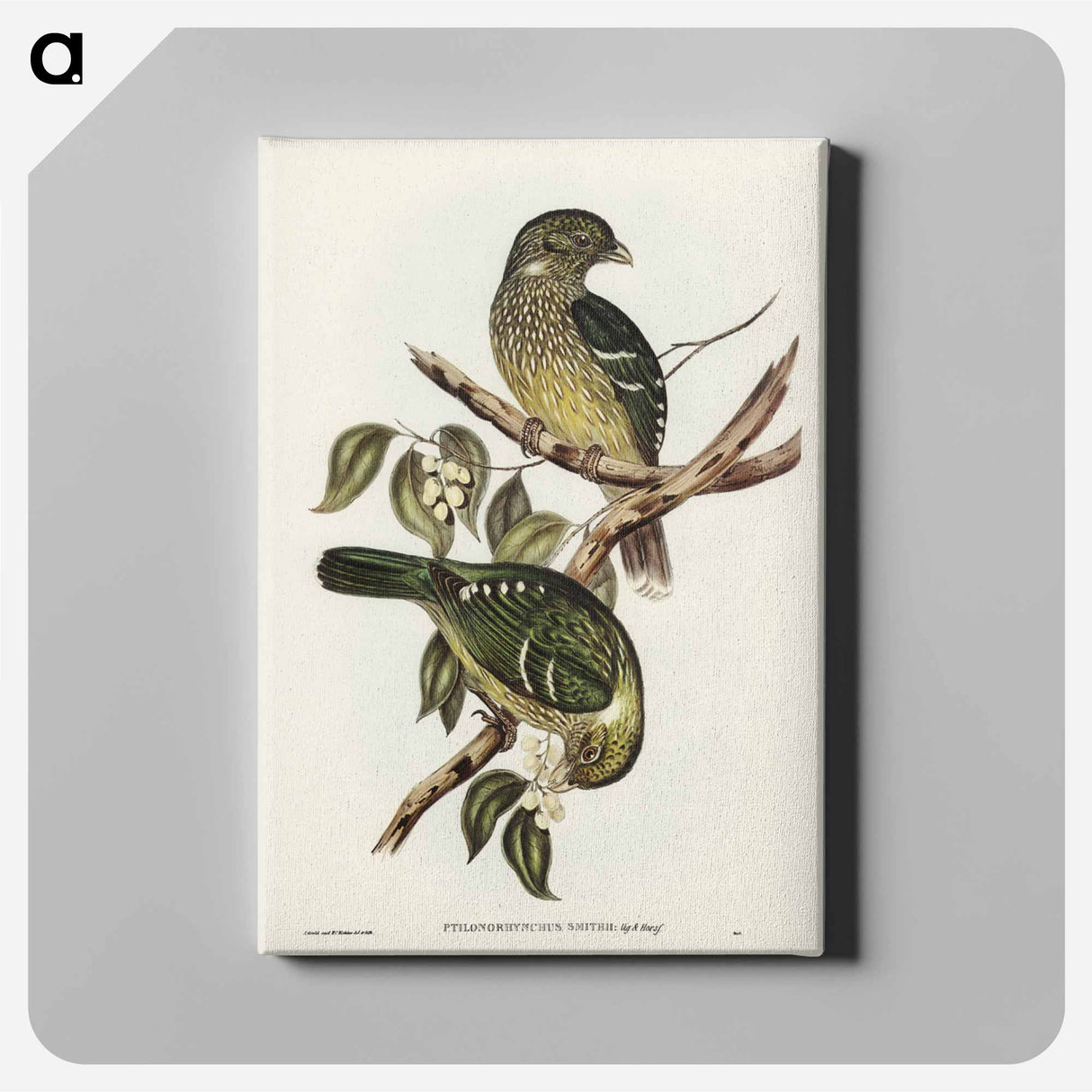 アートパネル-Cat Bird
- ジョン グールド Canvas.