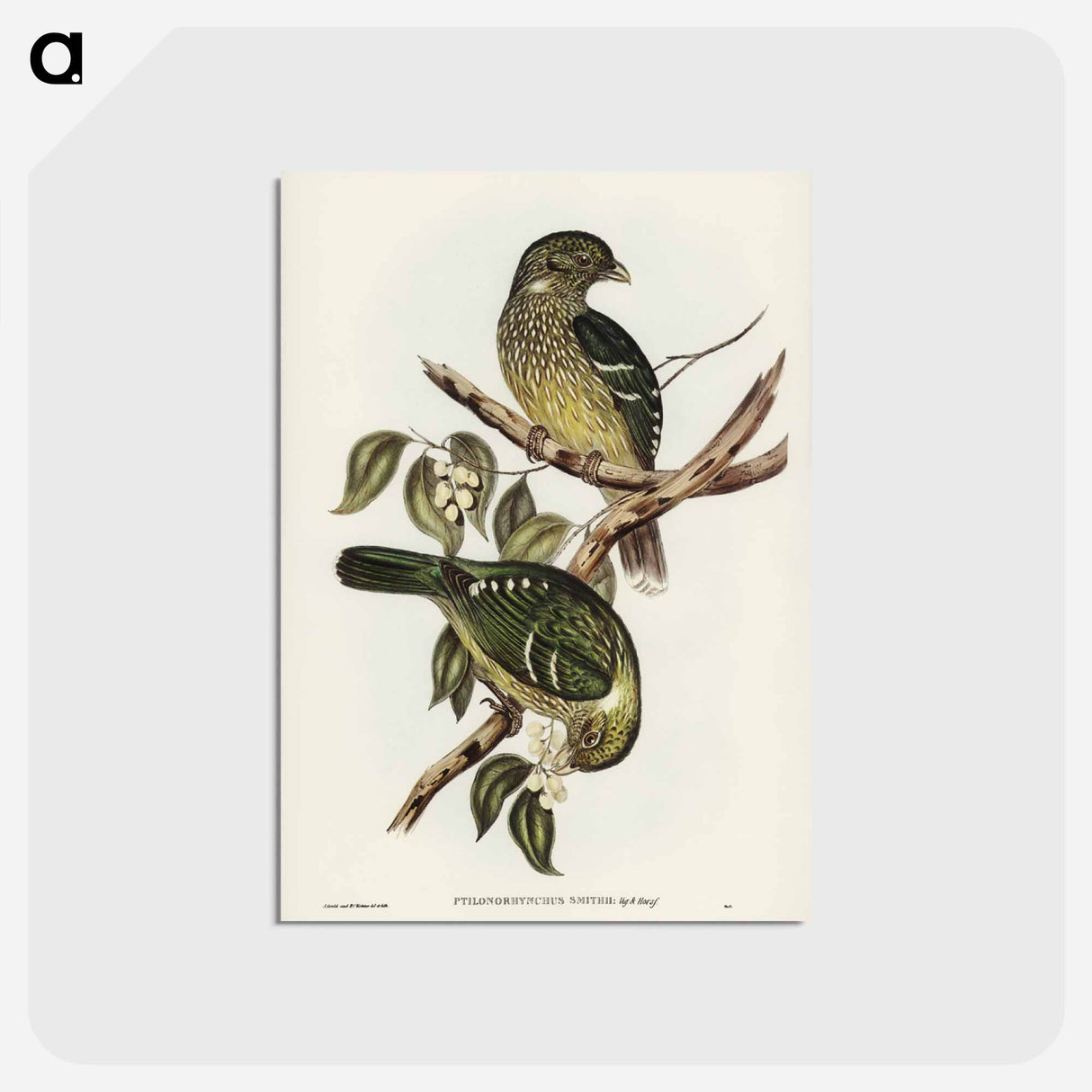 アートポストカード-Cat Bird
- ジョン グールド Postcard.